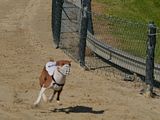 Golden Rabbit European Sandtrack-Derby Th. Ernst (187)